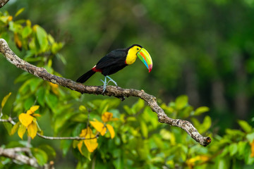 Ramphastos sulfuratus, Keel-billed toucan The bird is perched on the branch in nice wildlife natural environment of Costa Rica