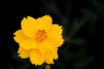 Close up Yellow Cosmos flower background.