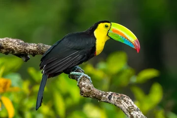 Plexiglas foto achterwand Ramphastos sulfuratus, Keel-billed toucan The bird is perched on the branch in nice wildlife natural environment of Costa Rica © vaclav