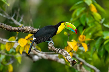 Ramphastos sulfuratus, Keel-billed toucan The bird is perched on the branch in nice wildlife natural environment of Costa Rica