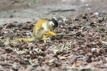 scule hood monkey looking for food between the branches