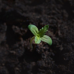 Macro image of a small cannabis sprout