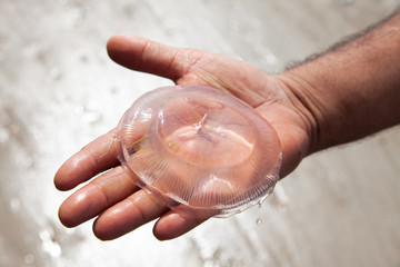 Jelly fish found at the beach in hand
