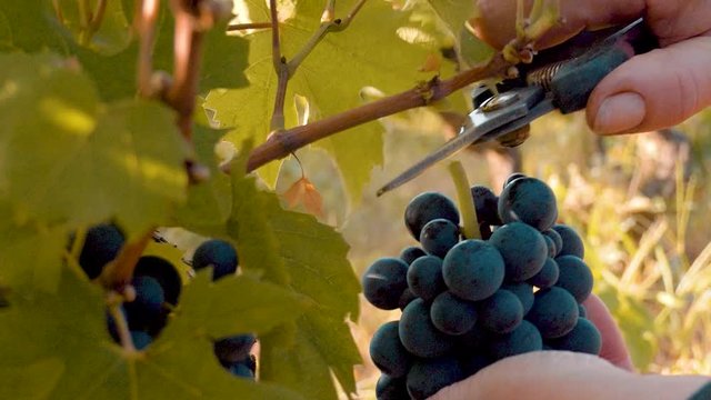 A woman harvesting grapes in a wineyard