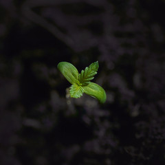 Macro image of a small cannabis sprout