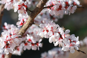 Closeup spring apricot blooming background. Blossom. Blooming fruit tree. Spring apricot blossom.