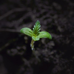 Macro image of a small cannabis sprout