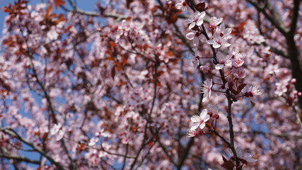 cherry tree blossom