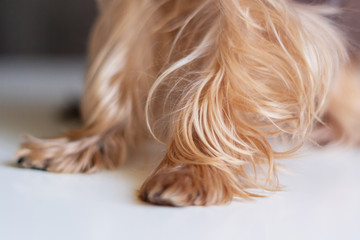 paws dog Yorkshire terrier on a white background close-up