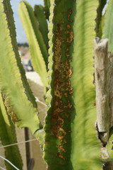 Cactus cierge touchés par des tâches de nécrose.