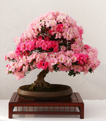 Beautiful flowering japanese bonsai in a low pot sitting on a table infront of a white background
