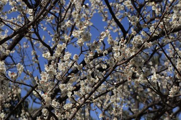 桜　サクラ　さくら