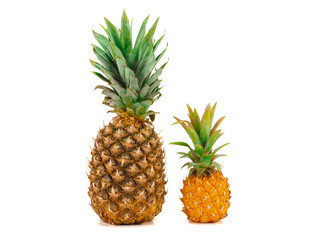 Fototapeta premium One whole baby pineapple with green leaves and pineapple isolated on a white background