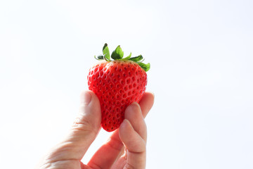 手に持った大きな苺