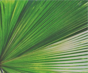 Obraz premium Full frame of palm leaf