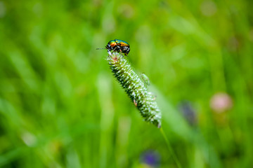green beetle