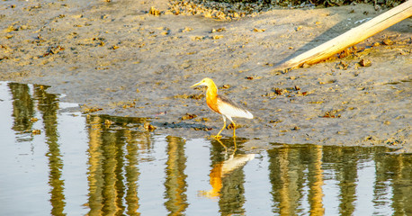 Background Birds were walking along the river