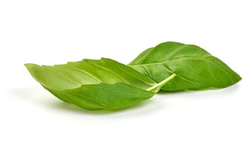 Fresh organic basil leaves, isolated on white background