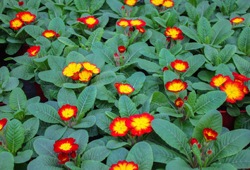 Carpet of bright red with yellow primrose flowers (cowslip) with bright green leaves
