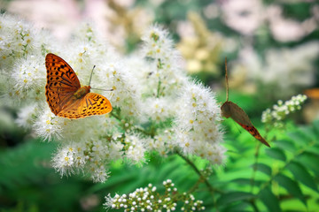 Fototapeta na wymiar Summer background. Butterfly urticaria sits on a flower