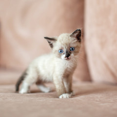 Obraz premium Kitten on the sofa