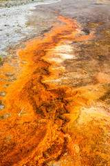 geyser yellowstone national park