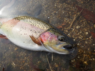 Rainbow trout