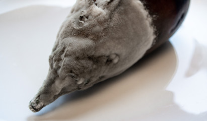  Close up of a rotten eggplant covered in gray mold on a white plate, white background
