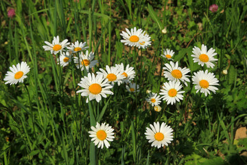 Fototapeta premium Oxeye daisy, Dolomites, Italy