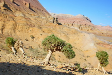 miniature tree in the arid areas of Altyn-Emel Natural Park, Kazakhstan