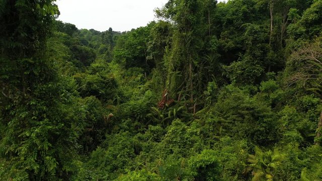 flight into deep rainforest