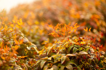 spring flowers, colorful flowers background. spring fruit trees, blooming.
