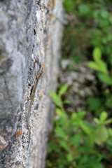 Lizard in Brenta Dolomites, Italy
