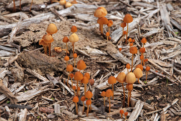 Mushrooms in Dolomites, Trentino region, Italy