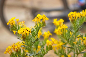 little yellow flowers in the arid steppes of Altyn-Emel, Kazakhstan