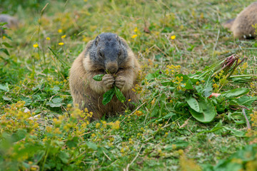Naklejka na ściany i meble Portrait of wild marmot feeding on mountain meadow.