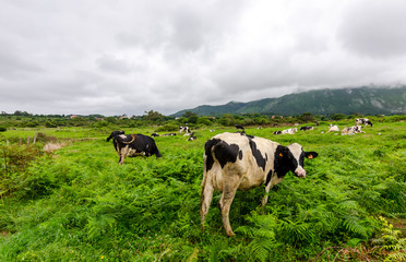 Fototapeta na wymiar Cow grazing green grass near the Jesters of Pria (Asturias)