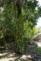 Maya Tempel in Mexiko 