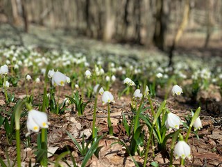 snowdrops in forest