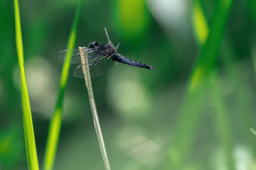 シオカラトンボ