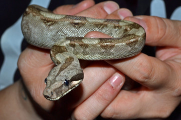 Snake
