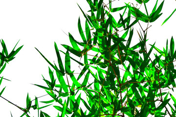 Bamboo leaves,Isolated on a white background.