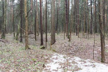 Cloudy rainy day in forest in early spring with melting snow on the path, naked ground and fog among trees