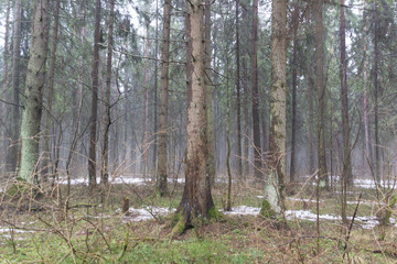 Cloudy rainy day in forest in early spring with melting snow on the path, naked ground and fog among trees