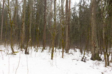 Cloudy rainy day in forest in early spring with melting snow on the path, naked ground and fog among trees