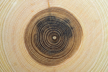 Close up of tree rings