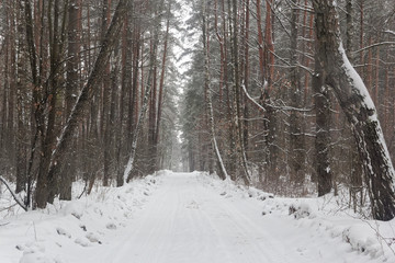 winter pine forest with the road in the middle