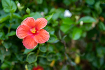 Obraz premium ฺBlossom red Hibiscus flower at garden.