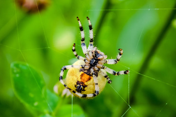 a spider weaves a web