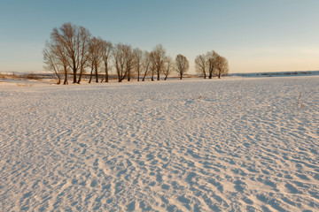Fototapeta na wymiar lonely tree on a snowy field in winter